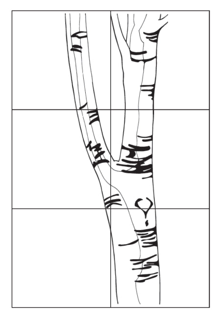 Birch Tree