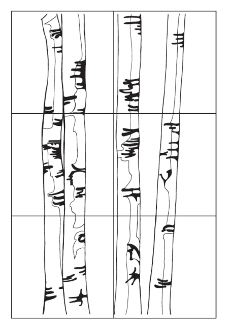 Birch Tree